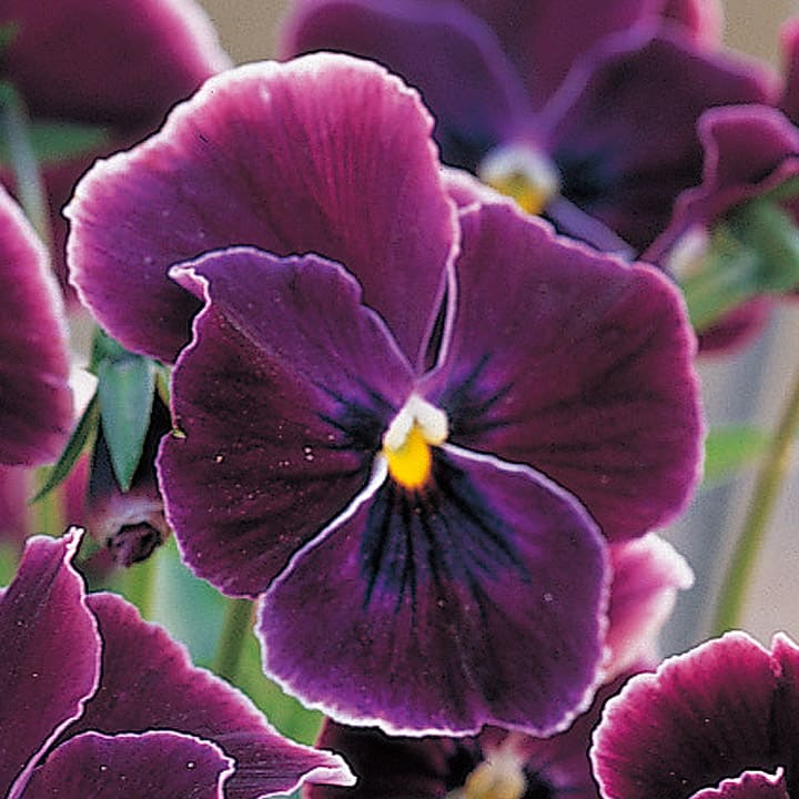 パンジー ｜ 品種カタログ ｜ 調べる ｜ タキイ種苗株式会社