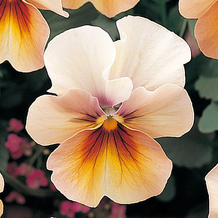 パンジー ｜ 品種カタログ ｜ 調べる ｜ タキイ種苗株式会社