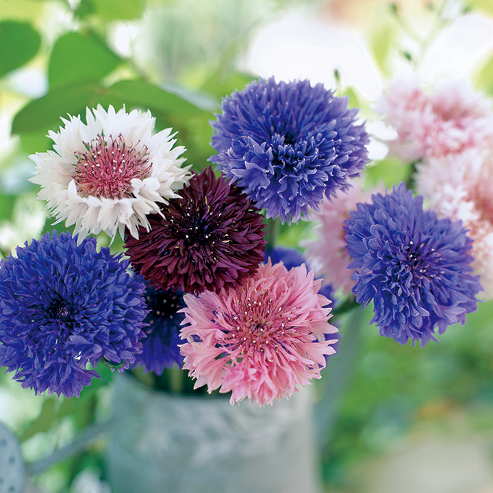 矢車草 ｜ 品種カタログ ｜ 調べる ｜ タキイ種苗株式会社