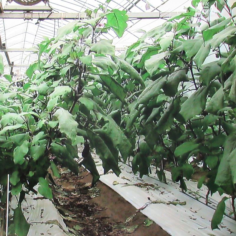 白黒マルチ】こかげマルチ-白黒-夏季栽培用（長さ200m×厚み0.02mm