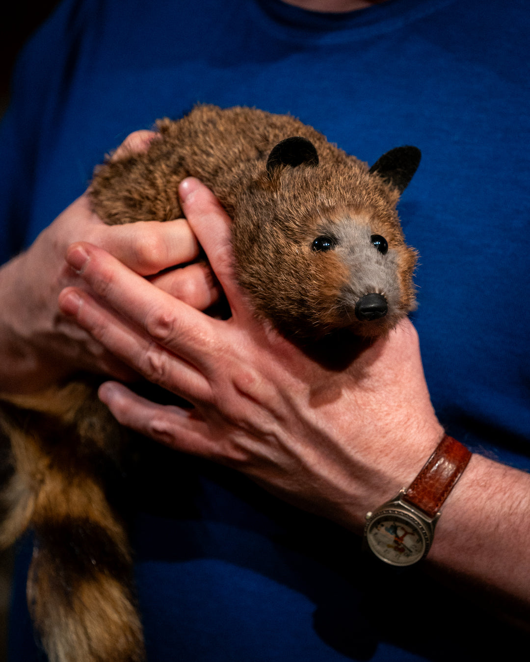 Rocky Raccoon - Magic Masters – Tannen's