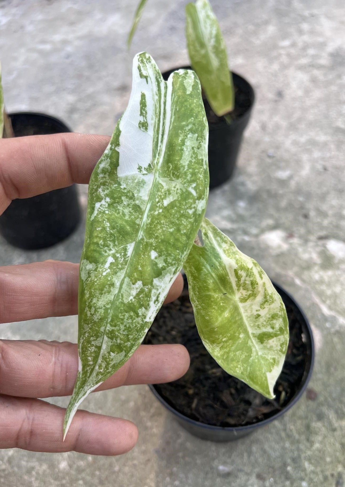 Alocasia Longiloba Albo Variegated – TerraFlora Global