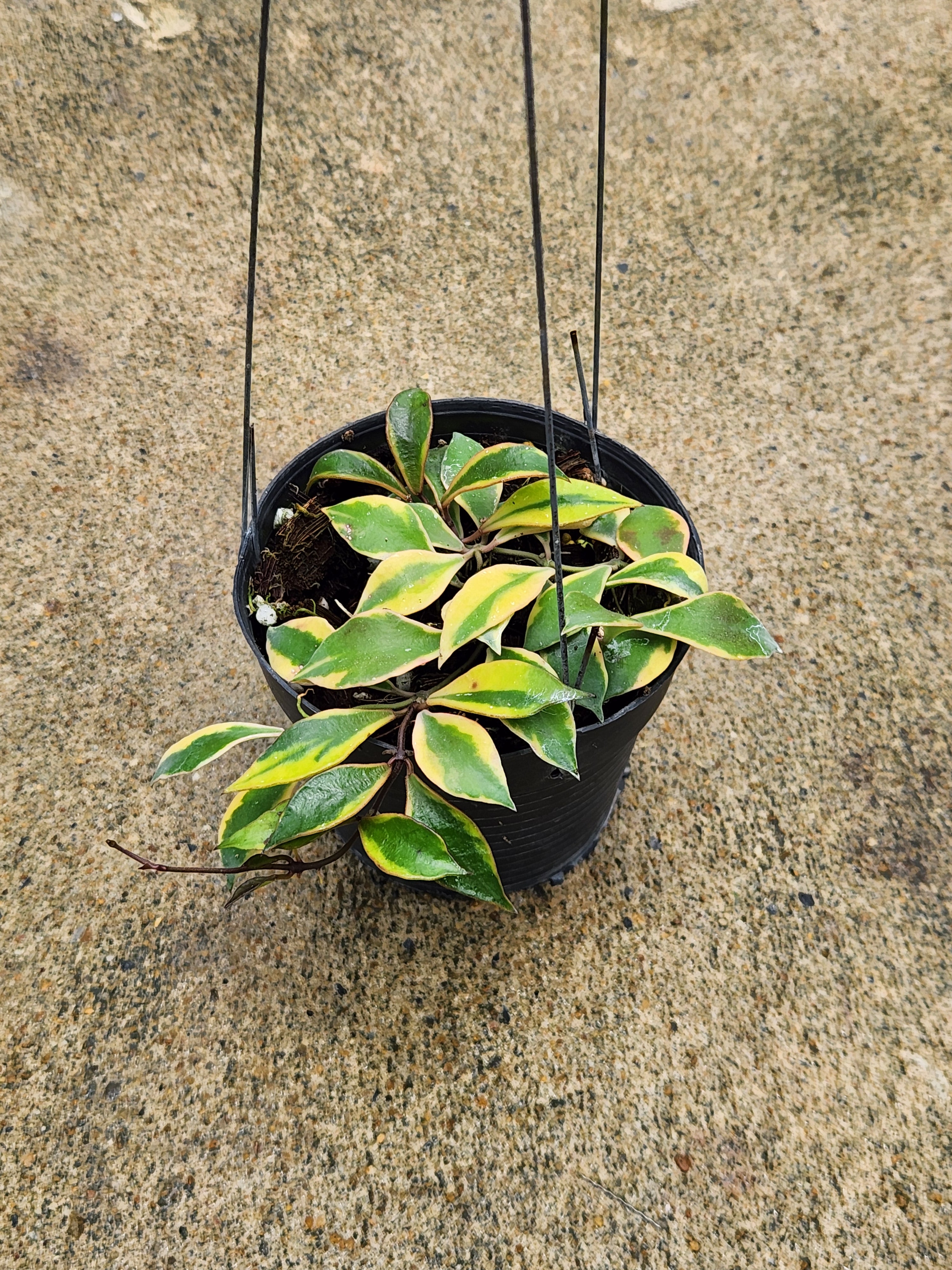 Hoya Bakoensis Variegated – TerraFlora Global
