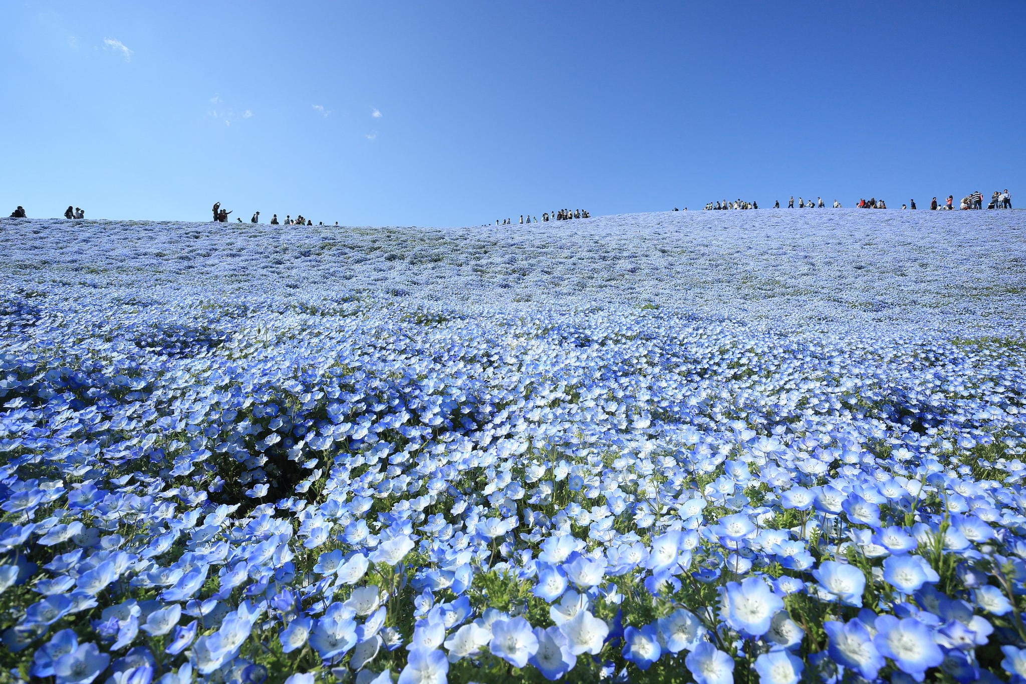 A Sea of 4.5 Million Baby Blue Eye Flowers in Japan's Hitachi