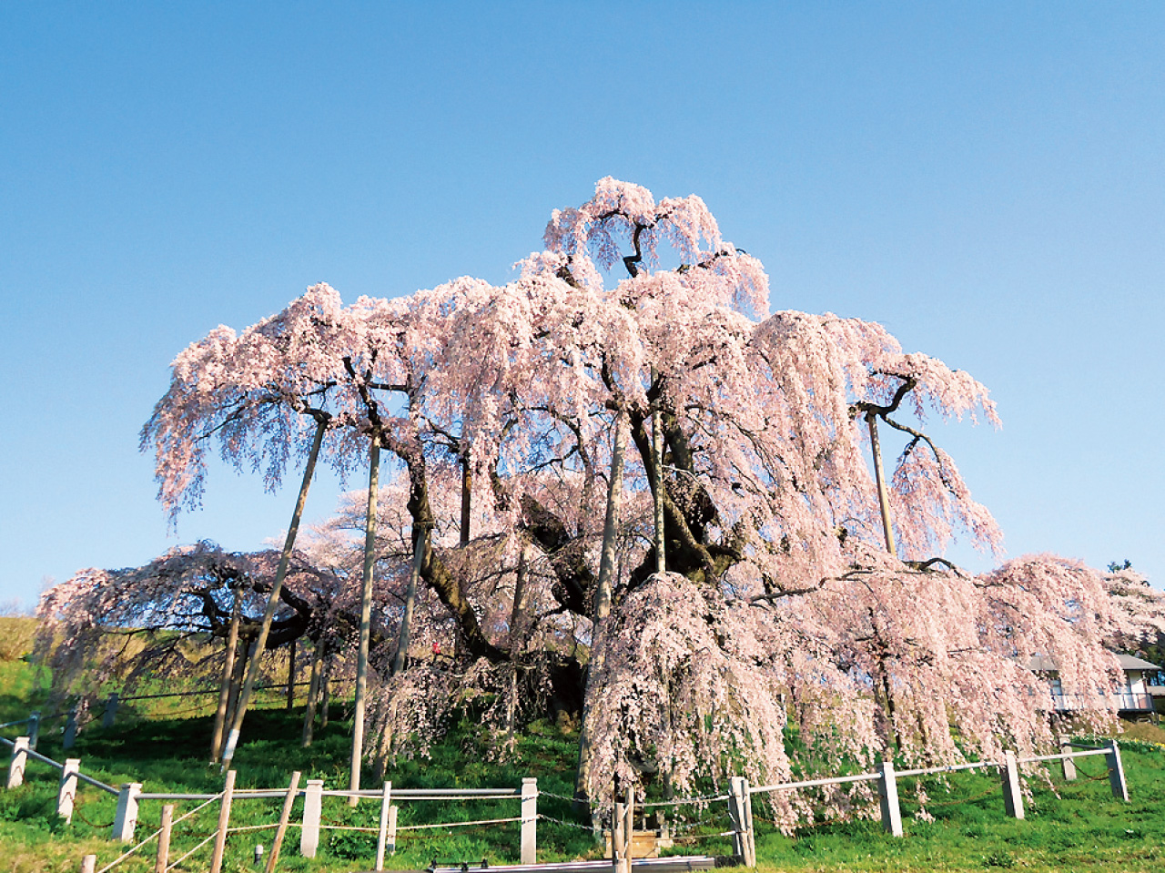 三春滝桜（県中、三春町） - 花の王国ふくしま