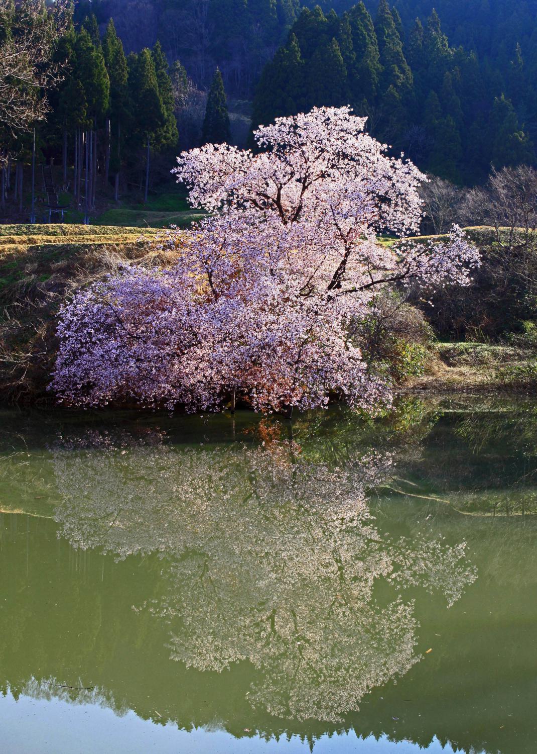 沼ノ平の鏡桜 - ふくしまの旅