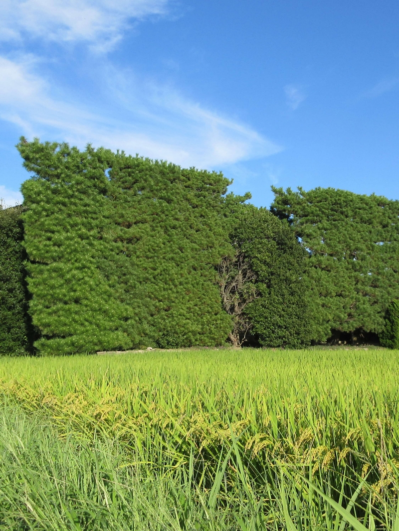 ついじまつ築地松景観保全対策推進協議会ウェブサイト