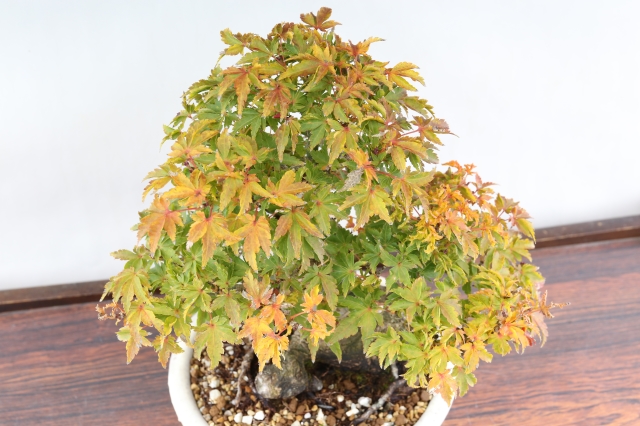獅子頭もみじ A1450☆葉物 紅葉 小品盆栽☆「送料無料」浦部陽向園