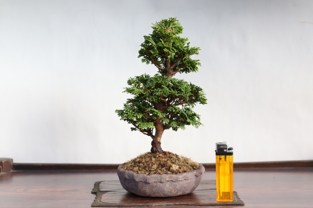 津山桧 A1463☆松柏 ヒノキ ミニ盆栽☆「送料無料」浦部陽向園