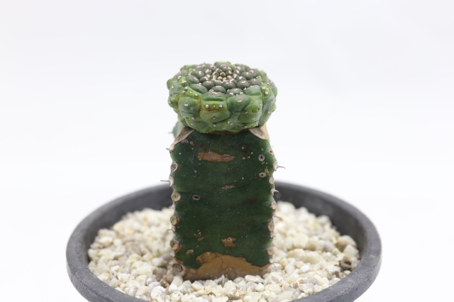 ギムノカリキオイデス 接ぎ木 A1616☆ユーフォルビア 多肉植物☆「送料