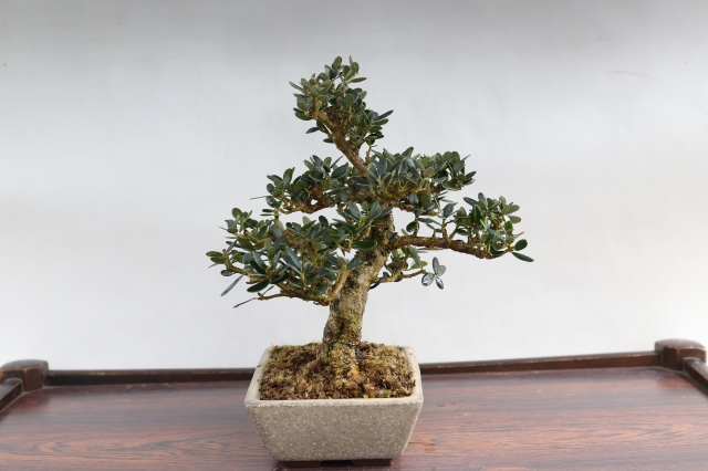 姫オリーブ A1657☆花物実物 オリーブ 小品盆栽☆「送料無料」浦部陽向園