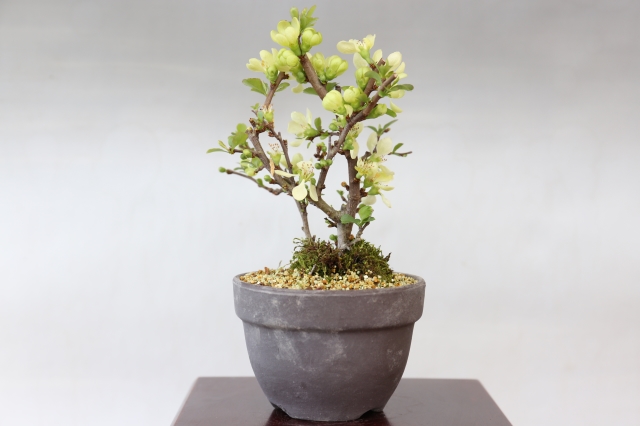 長寿梅（白花） A1690 数量もの ギフトにオススメ☆花物実物 ボケ ミニ