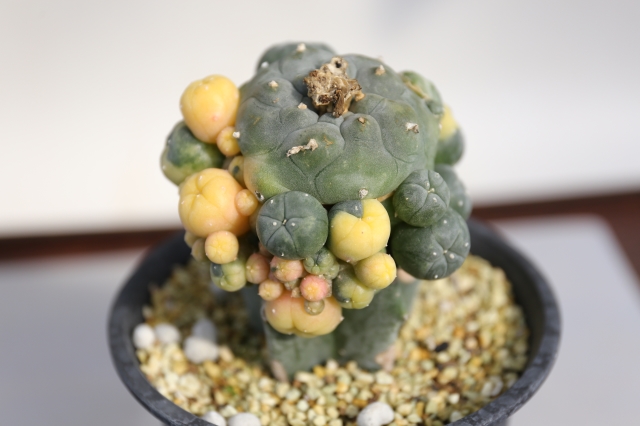 鳥羽玉錦 接ぎ木 A1029☆ロフォフォラ 鳥羽玉 サボテン☆「送料無料