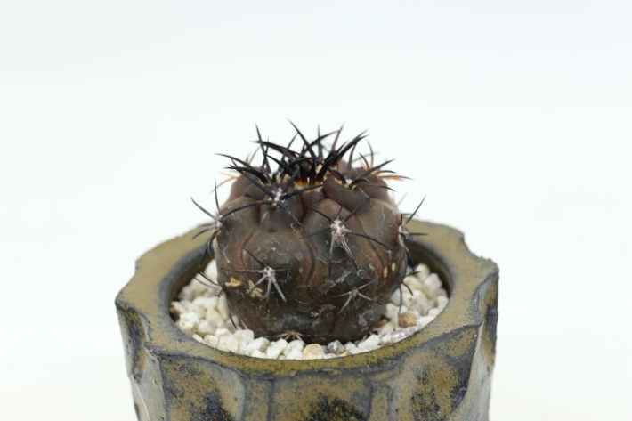 銅鑼丸 実生 A2777☆コピアポア デュラ サボテン☆「送料無料」浦部陽向園