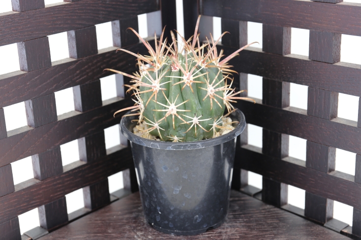 紅裳竜 実生 A2617☆フェロカクタス サボテン☆浦部陽向園