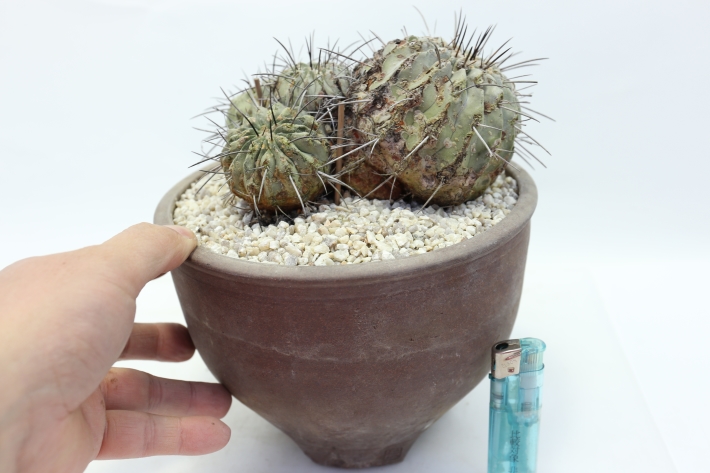 黒士冠（デアルバータ）輸入球群生type A2658☆コピアポア サボテン