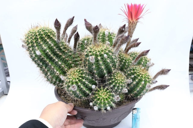 赤花短毛丸群生type 実生 A2200☆エキノプシス サボテン☆「送料無料