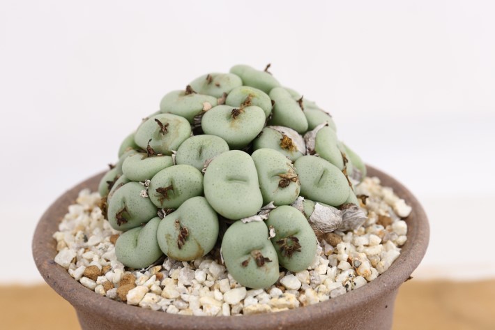 雨月 群生type A3666☆コノフィツム メセン類 多肉植物☆「送料無料