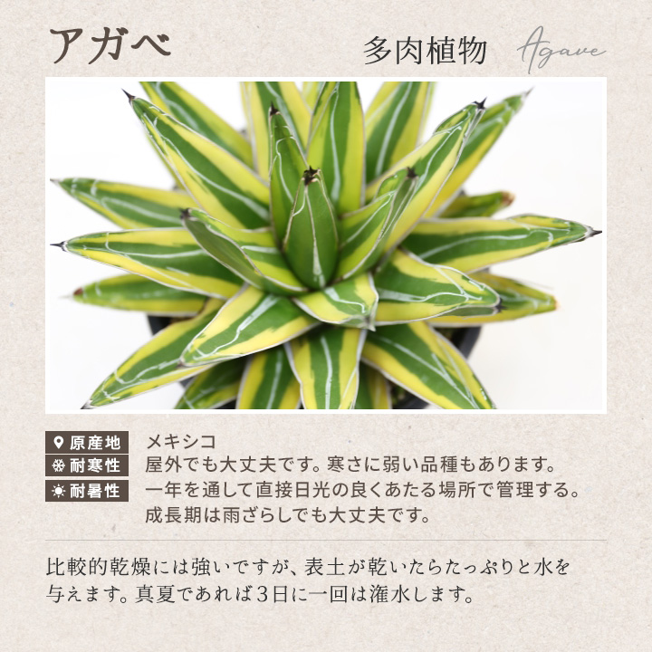 アガベ｜盆栽・サボテン・多肉植物 生産販売専門【浦部陽向園