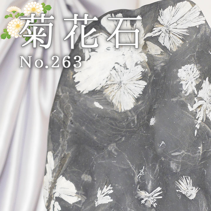 菊花石 No.263 【鑑賞用鉱石】 高さ:約22cm 幅:約14cm 重さ:約2.5kg