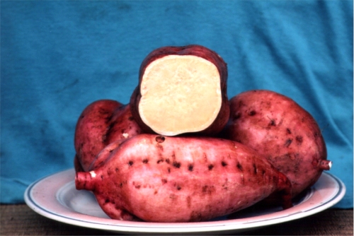 2021年 さつまいも苗 売上ベスト10（鹿児島県産）