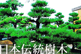 日本伝統樹木 | 大阪府堺市で植木の生産販売の【植忠】で取り扱う黒松
