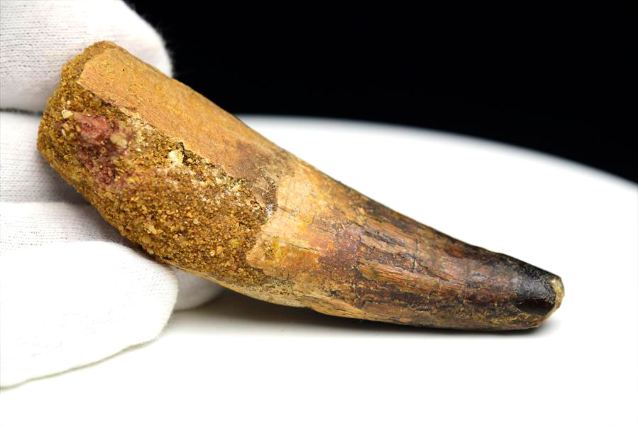 大型肉食恐竜】スピノサウルス 歯 牙 化石（モロッコ産）非研磨