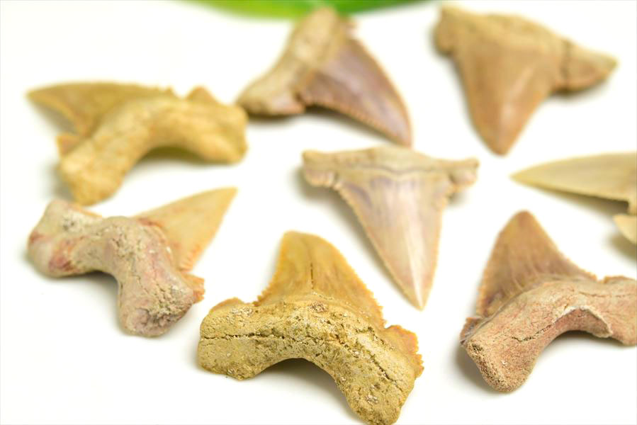 ホホジロザメ 歯 牙 化石｜サメの歯（約8g～10g）｜モロッコ産