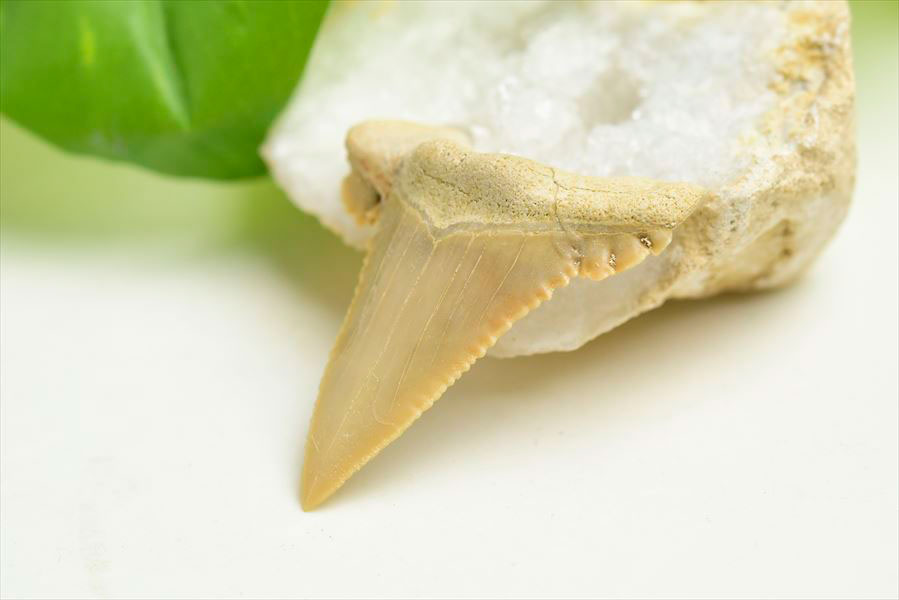 ホホジロザメ 歯 牙 化石｜サメの歯（約7.7g）｜モロッコ産