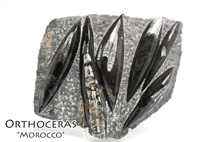 オルソセラス（直角貝/Orthoceras）化石プレート｜モロッコ産