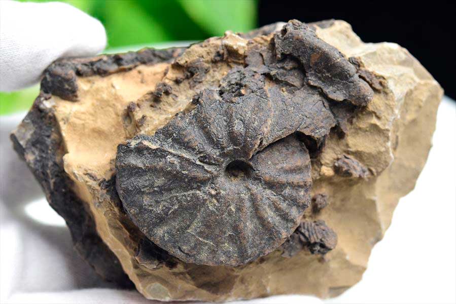 モロッコ産アンモナイト 化石｜瑪瑙化（メノウ化）｜非研磨｜ammonite