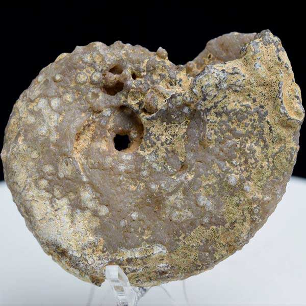 モロッコ産アンモナイト 化石 方解石化｜非研磨｜ammonite｜アップ