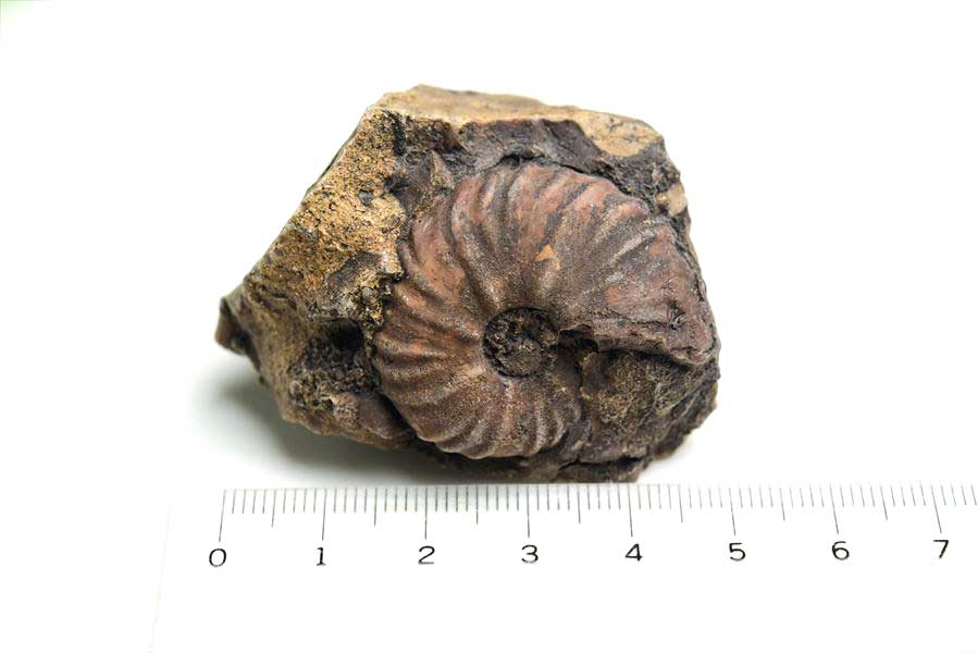 モロッコ産アンモナイト 化石｜瑪瑙化（メノウ化）｜非研磨｜ammonite