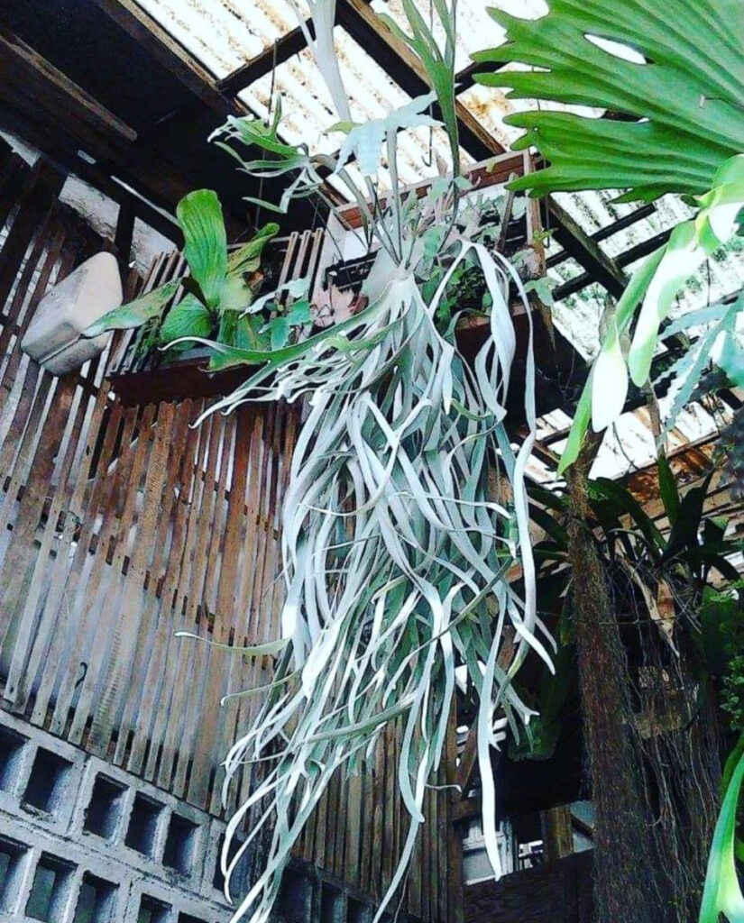 コラム】 ビカクシダ レジェンドをめぐる旅（3）ーPedro,Celso,Durval