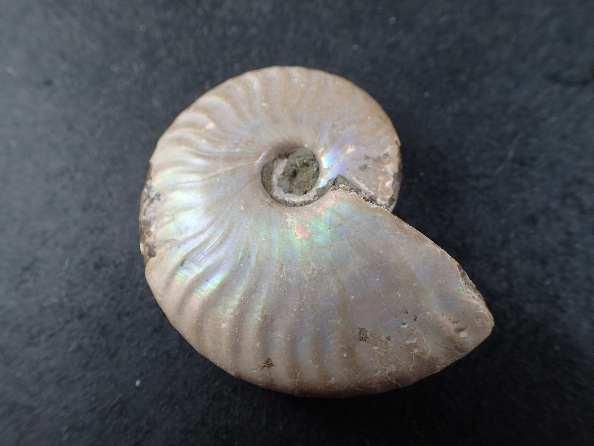 レインボーアンモナイト化石(Rainbow Ammonite) (Cleoniceras sp