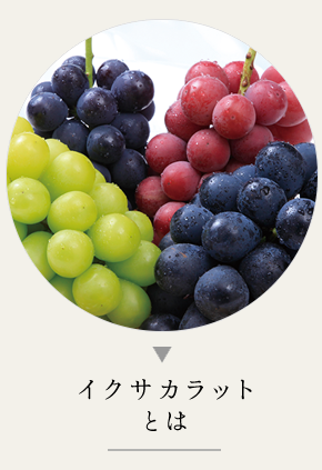 信州 生坂村のぶどうブランド-イクサカラット