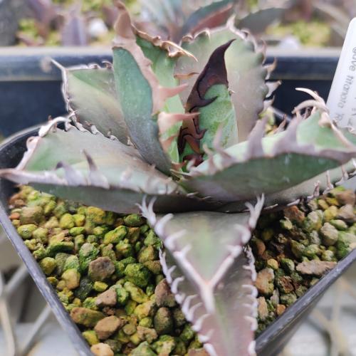 やましち山野草店 / 多肉植物 アガベ チタノタ レッドキャットウィーズ