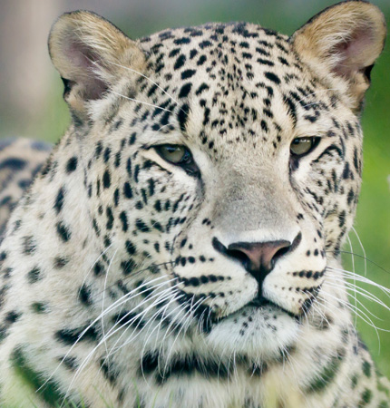 Carnivore: Leopard