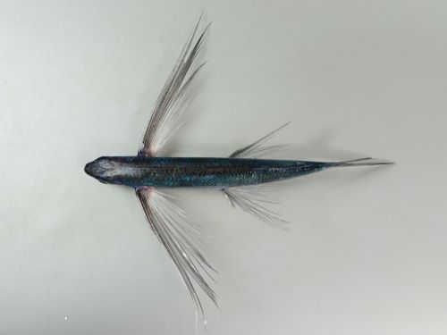 ツクシトビウオ | 魚類 | 市場魚貝類図鑑