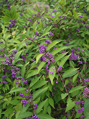 ムラサキシキブ(紫式部)とは｜ヤサシイエンゲイ
