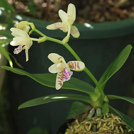 ナゴラン（名護蘭）とは｜ヤサシイエンゲイ