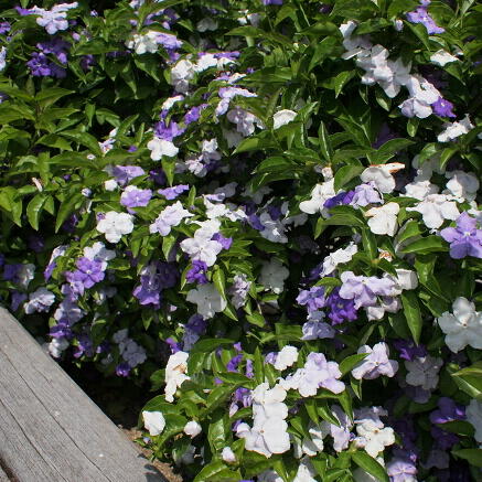 ニオイバンマツリ（ブルンフェルシア）の育て方｜ヤサシイエンゲイ