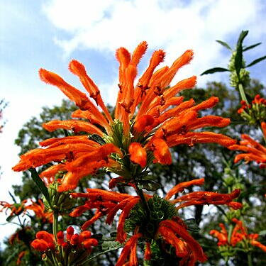 レオノティス・レオヌルスとは｜ヤサシイエンゲイ