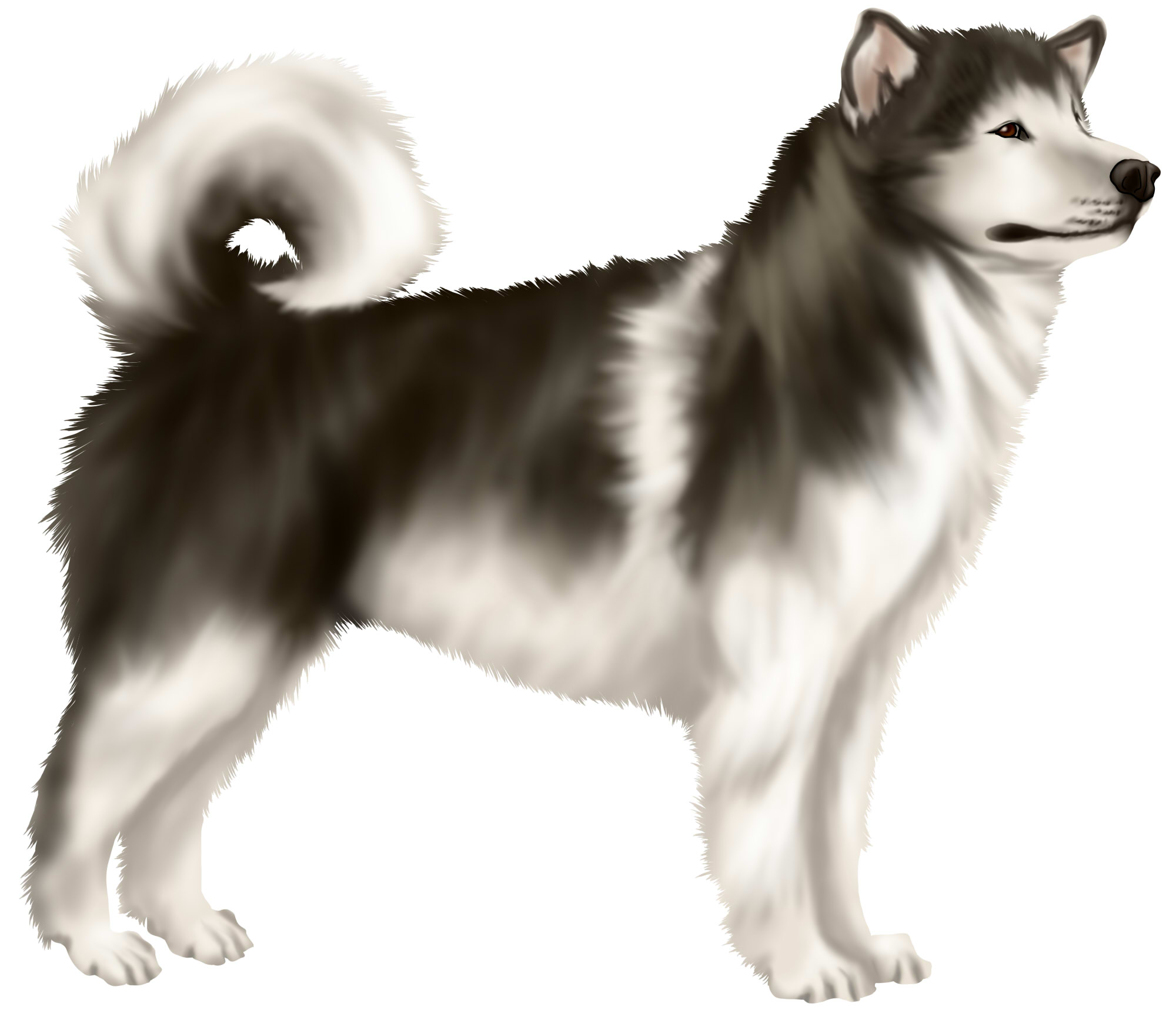 アラスカン・マラミュート｜ペットホームウェブ