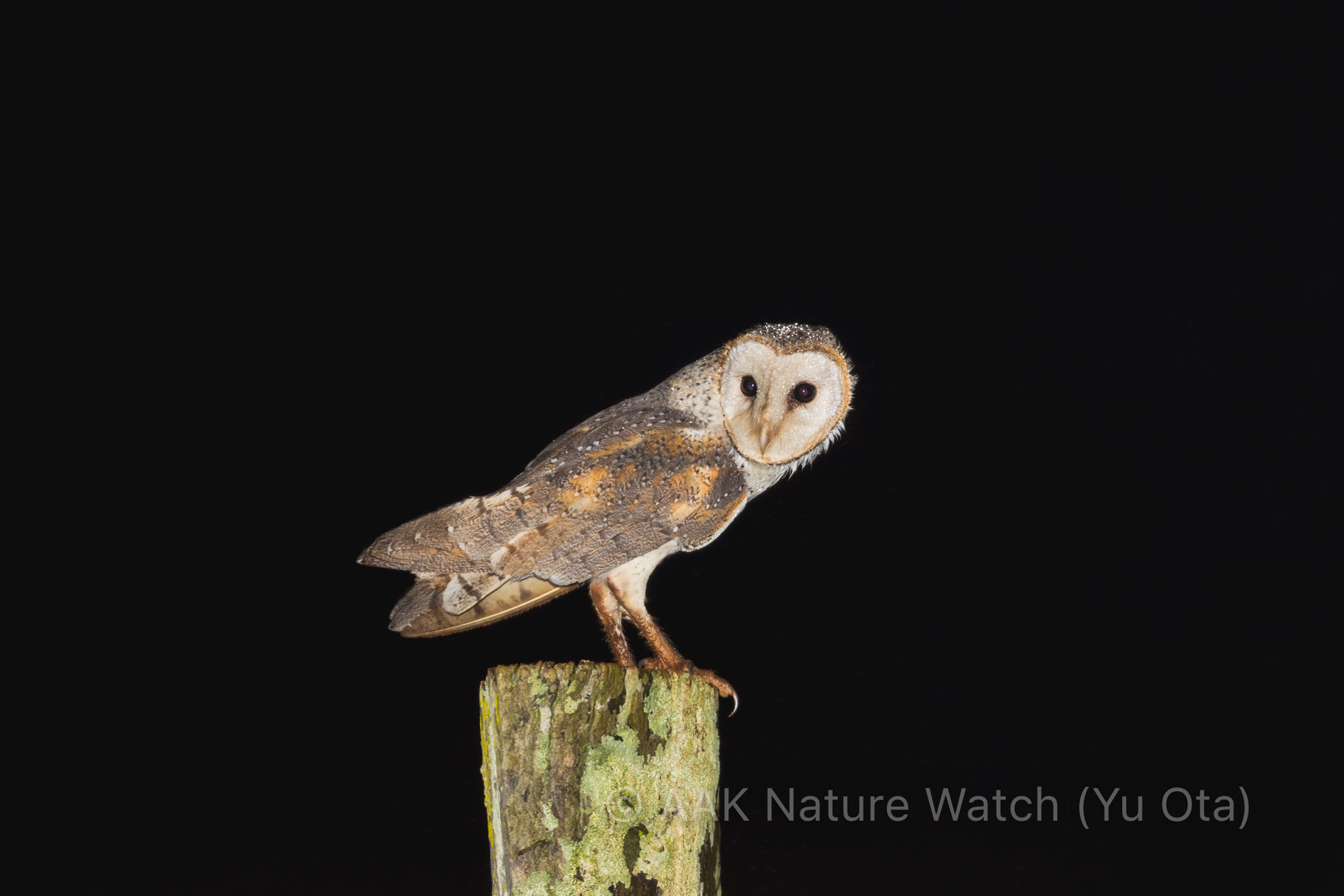 フクロウ観察ナイトツアー | 【公式】オーストラリア唯一の日本語専門