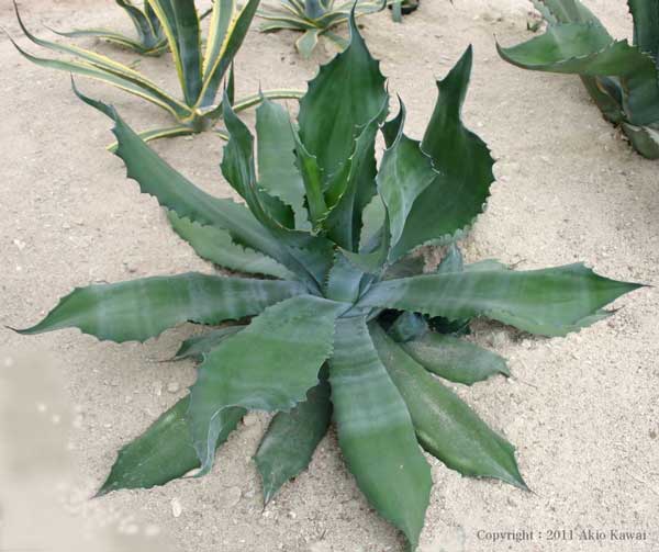 アガベ サルミアナ・フェロックス”クレージーホース”