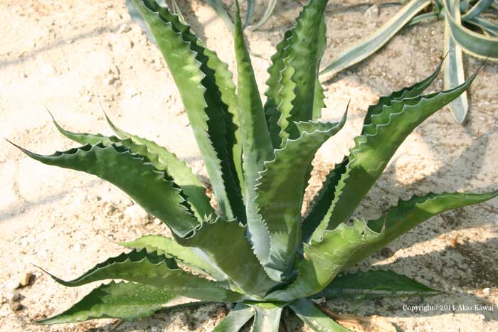 アガベ サルミアナ・フェロックス”ロガンカルホーン”