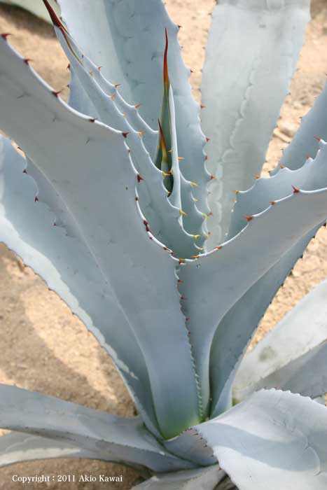 アガベ フランゾシニー錦 アガベ フランゾシニー錦 ソートゥース