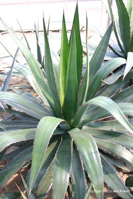 アガベ ガルシア・メンドーサ