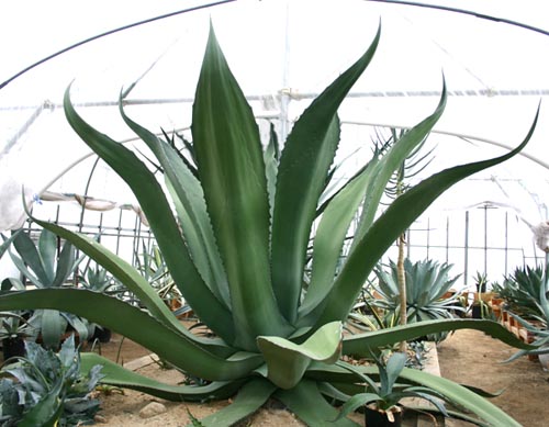 アガベ サルミアナ・フェロックス